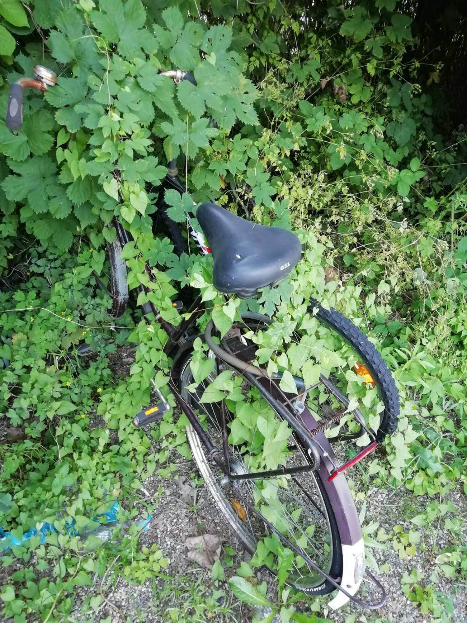 bikola_gruen